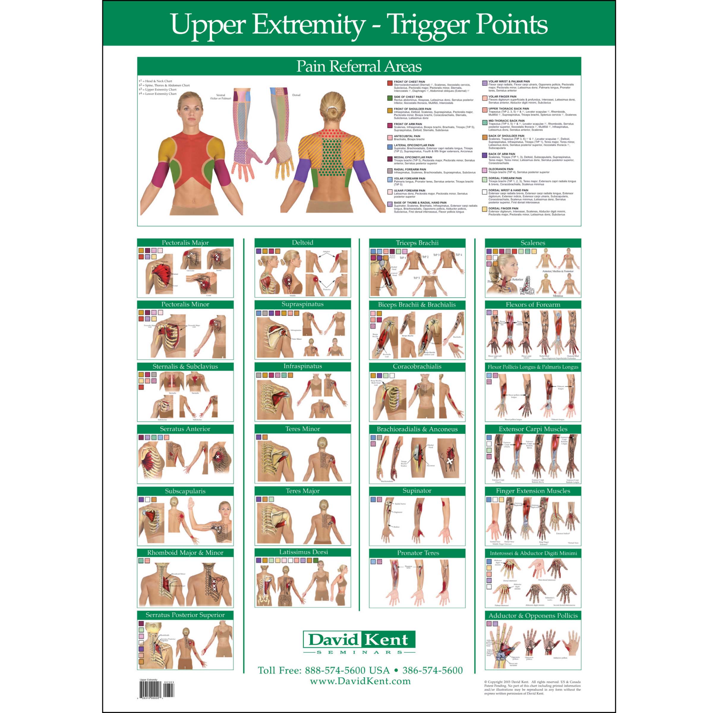 Trigger Point Referral Patterns Chart